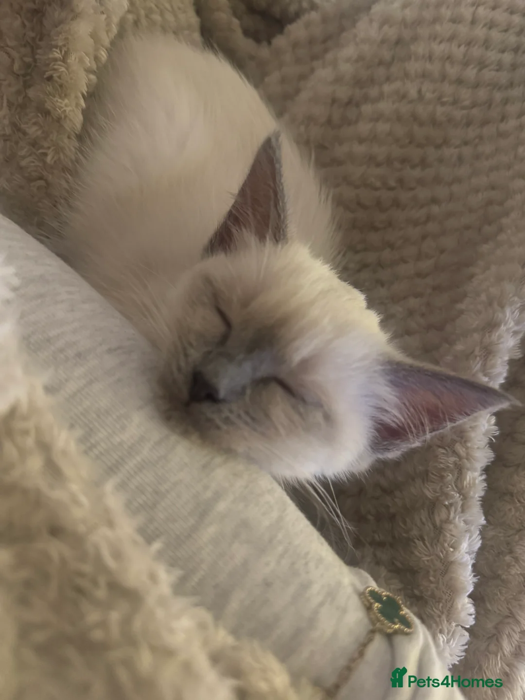 Ragdoll cats for sale: Ragdoll mix  - Advert 4