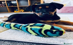 Rottweiler dogs for sale: Rottweiler puppy - Image 6