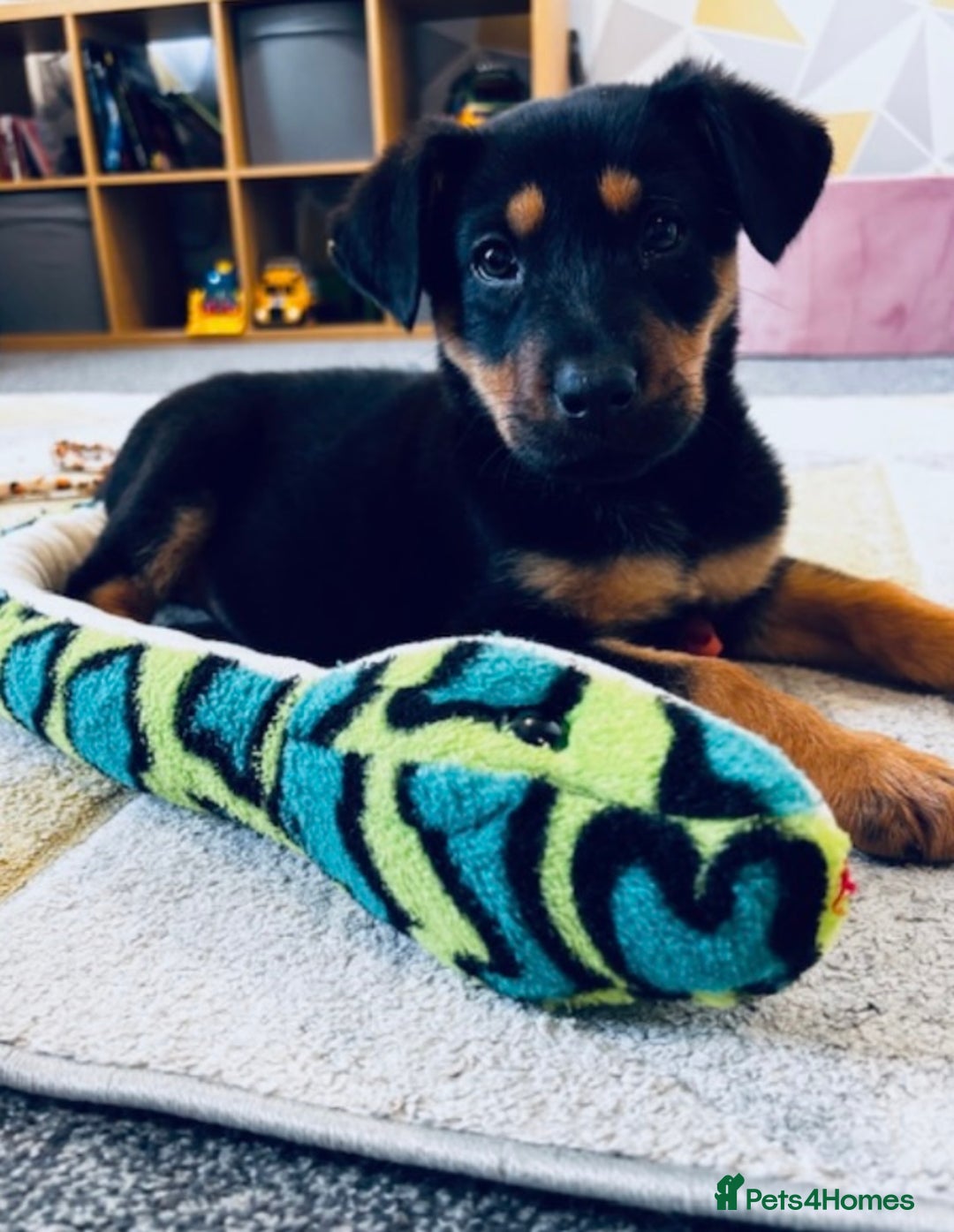 Rottweiler dogs for sale: Rottweiler puppy - Image 6