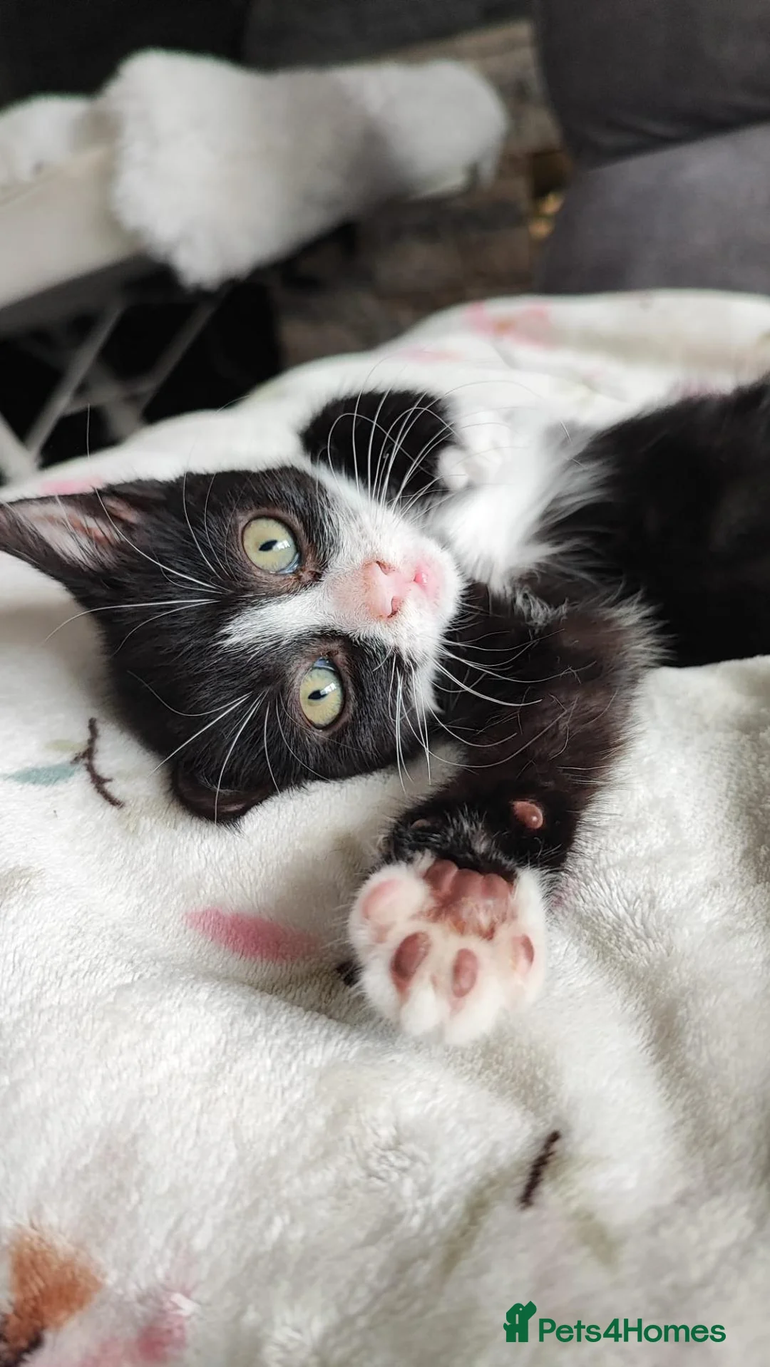 Mixed Breed cats for sale: Female kittens for sale in Wakefield - Advert 2