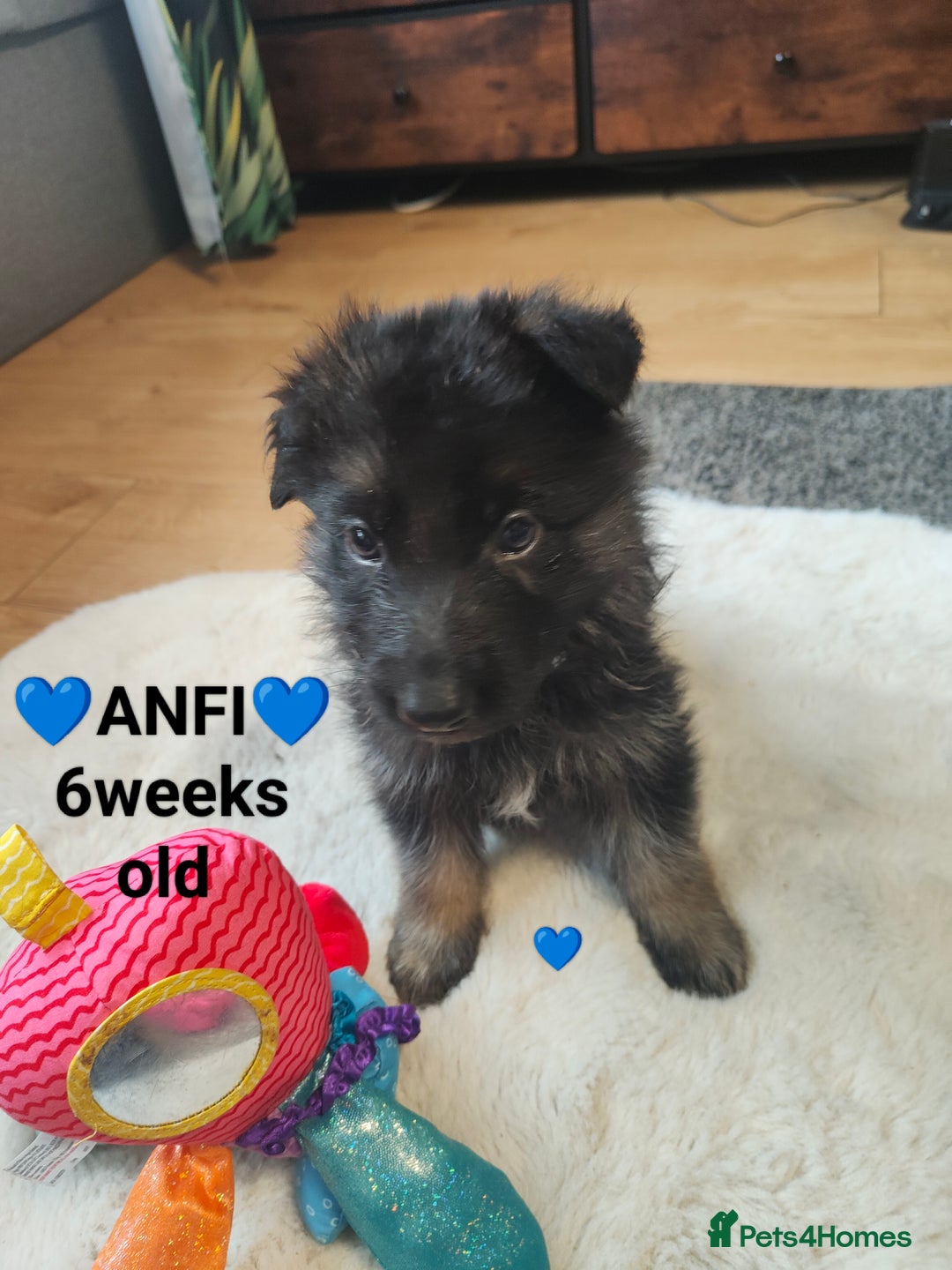 German Shepherd dogs for sale: German shepard puppies for sale - Advert 12