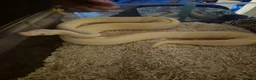 Python Snake reptiles for sale: Albino Pinstripe Royal Python - 3 yr old male in Redcar - Advert 2