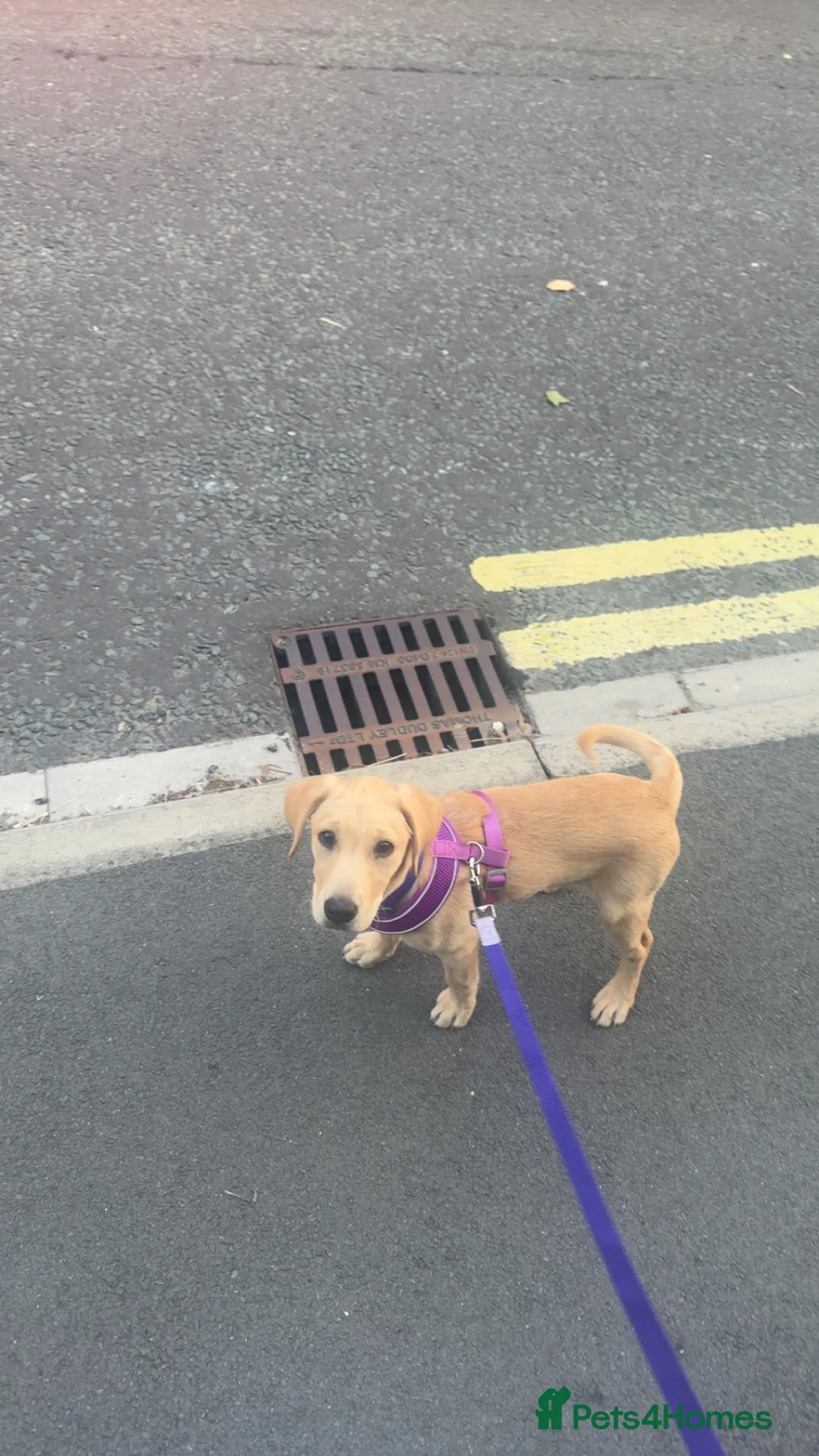 Labrador Retriever dogs for sale: Labrador  in York - Advert 2