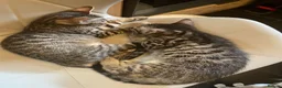 Bengal cats for sale: ❤️WE ARE SO FRIENDLY BEAUTIFUL CUDDLES ❤️ - Advert 20