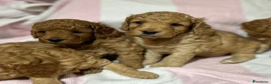 Cockapoo 2