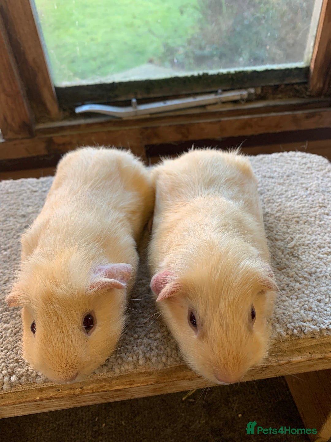 Guinea Pig rodents for sale: Sweet Pair of Baby Short Coated Guinea Pig Boars - Advert 3