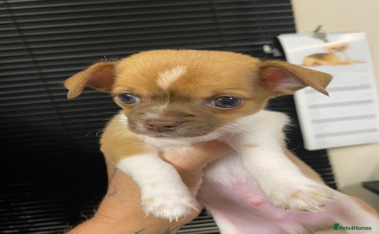 Chihuahua dogs - Advert 7