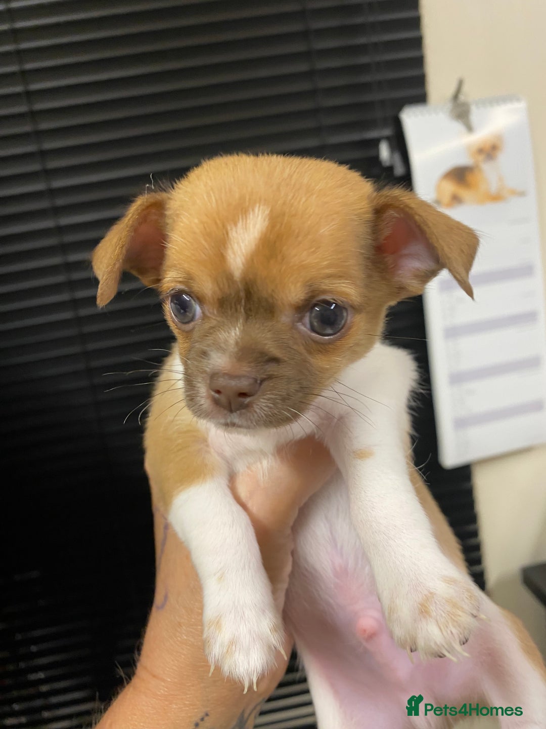 Chihuahua dogs for sale: Last two short haired chihuahuas  - Image 1