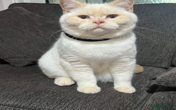 British Shorthair cats for sale: British Shorthair & British Longhair Kittens  - Image 1