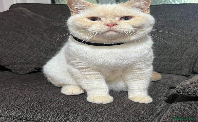 British Shorthair cats - Advert 16