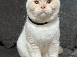 British Shorthair cats - Advert 9