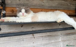 Ragdoll cats for stud: GCCF & TICA BLUE BICOLOUR RAGDOLL STUD  in Gravesend - Image 7