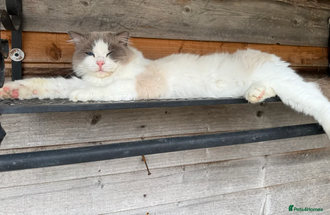Ragdoll cats for stud: GCCF & TICA BLUE BICOLOUR RAGDOLL STUD  in Gravesend - Advert 7