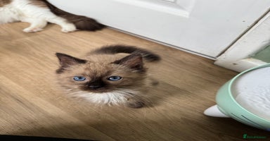Ragdoll cats - Advert 8