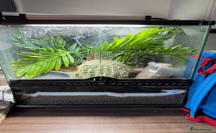 Gecko reptiles - Advert 3