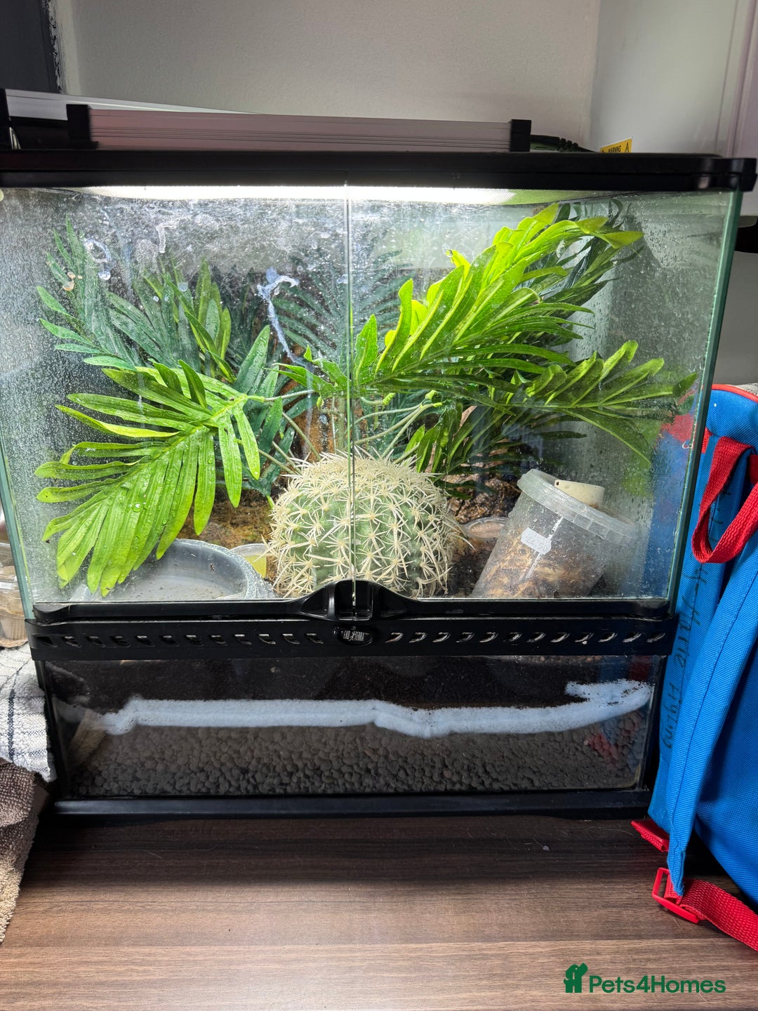 Gecko reptiles for sale: Mourning geckos and eggs and enclose  - Image 1