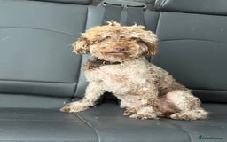 Cockapoo dogs for sale: Beautiful chocolate merle cockapoos  - Image 10