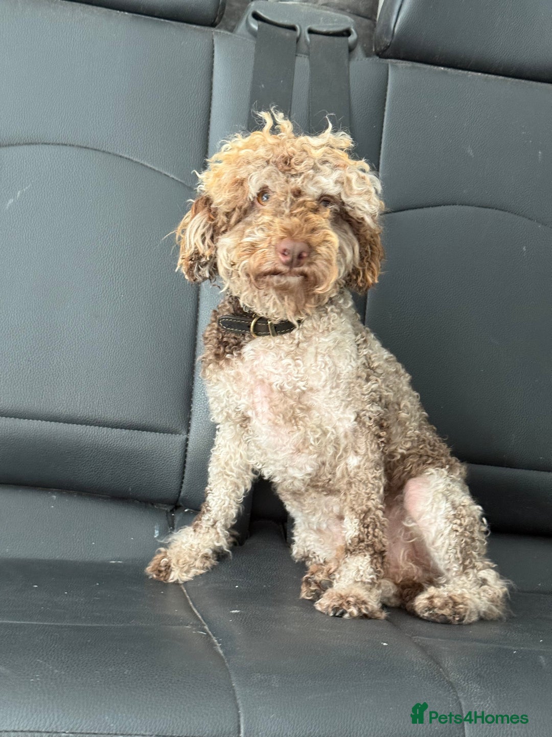 Cockapoo dogs for sale: Beautiful chocolate merle cockapoos  - Image 10