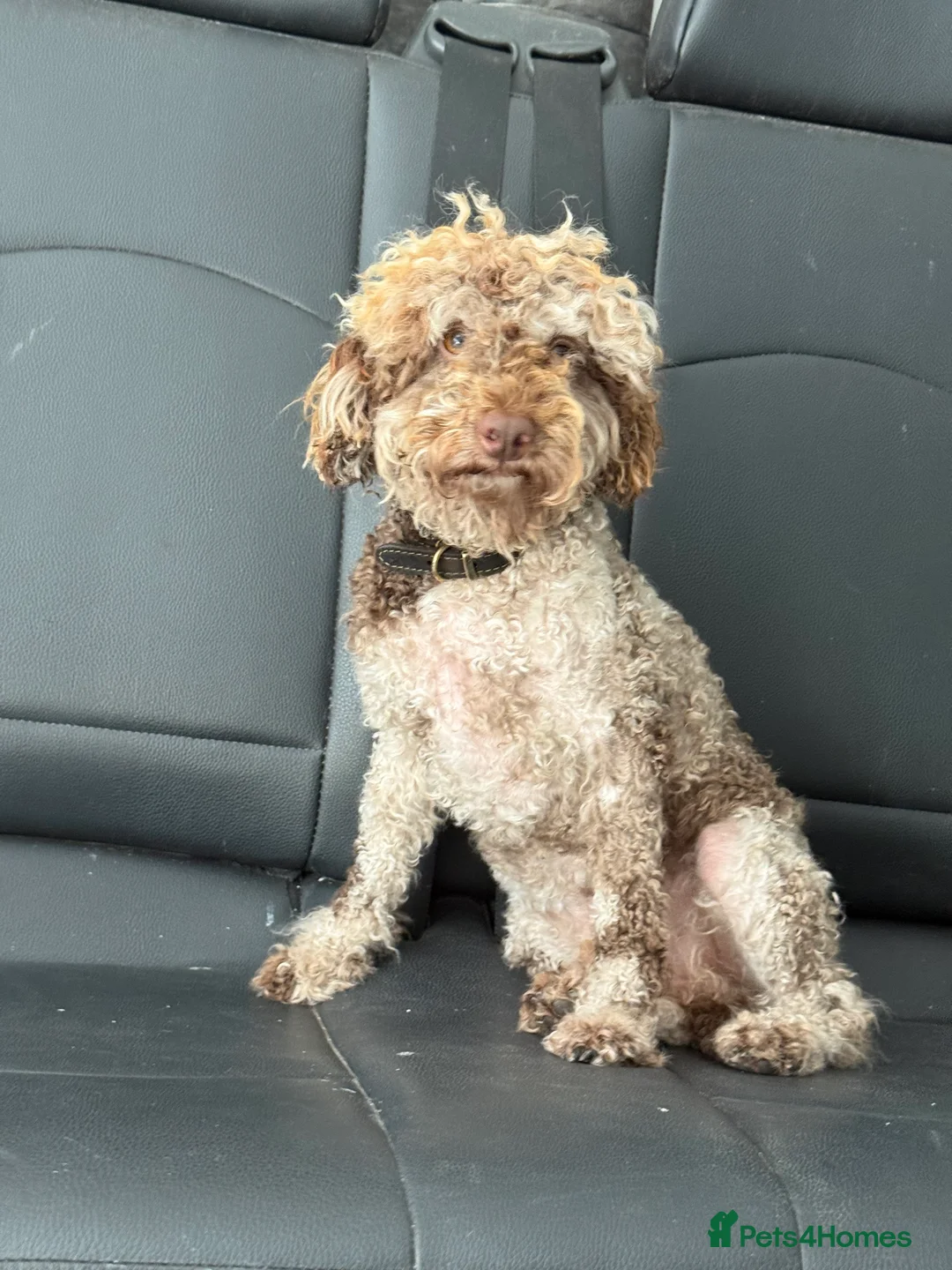 Cockapoo dogs for sale: Beautiful  merle cockapoos  - Advert 10