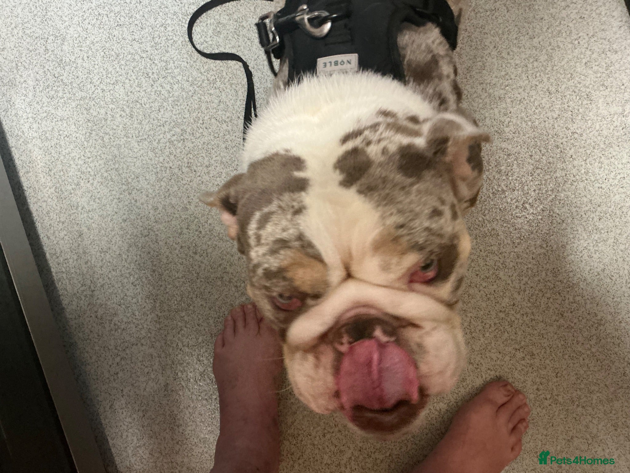 English Bulldog dogs Rare pocket  lilac mearl British bulldog pup - Advert 5