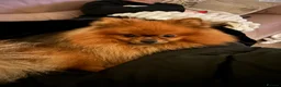 Pomeranian dogs for stud: Male Pomeranian up for stud in Stafford - Advert 8