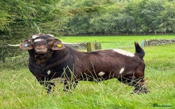Goats livestock for sale:  Boer Goat kids - Image 3
