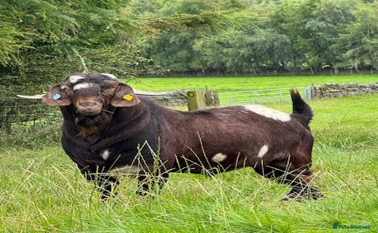 Goats livestock - Advert 2