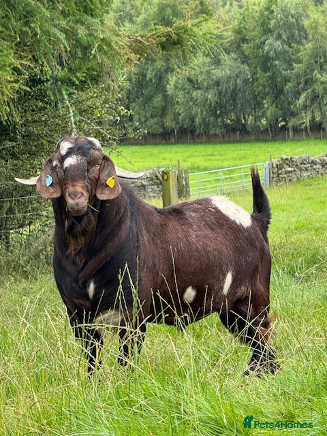Goats livestock for sale:  Boer Goat kids - Image 3