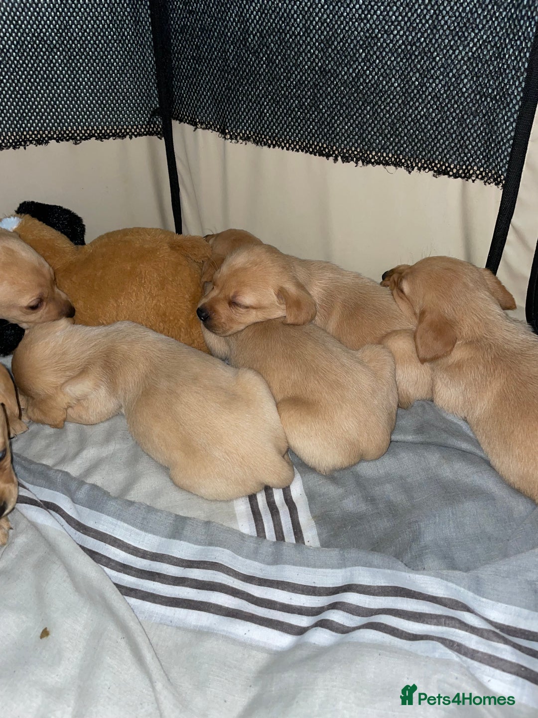 Labrador Retriever dogs for sale: Labrador puppies deposit secures - Advert 12