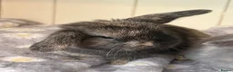 Mini Lop rabbits for sale: Mini lops-raised indoors-vaccinated  - Advert 29