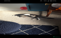 Mixed Breed cats for sale: Mixed Breed Male Tabby  - Image 9