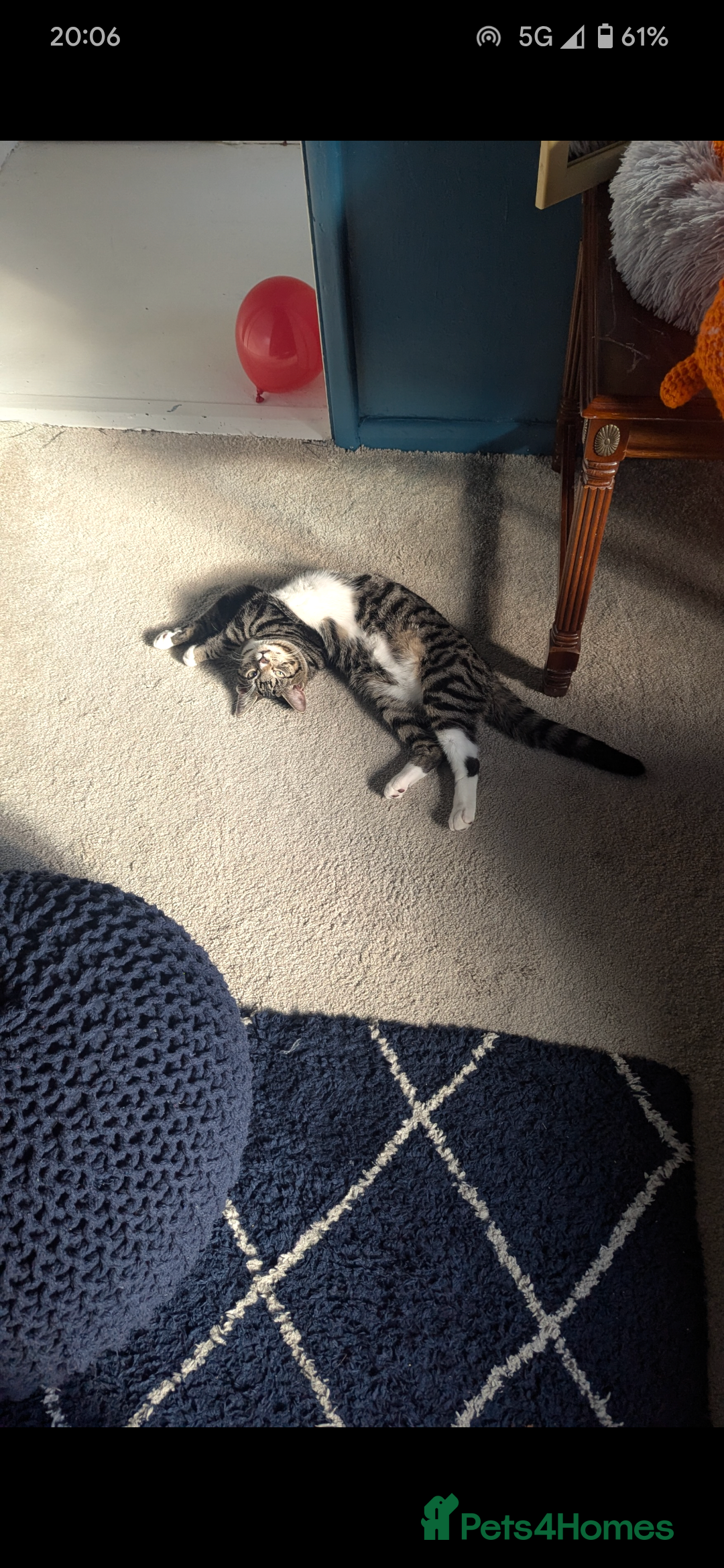 Mixed Breed cats for sale: Mixed Breed Male Tabby  - Image 9