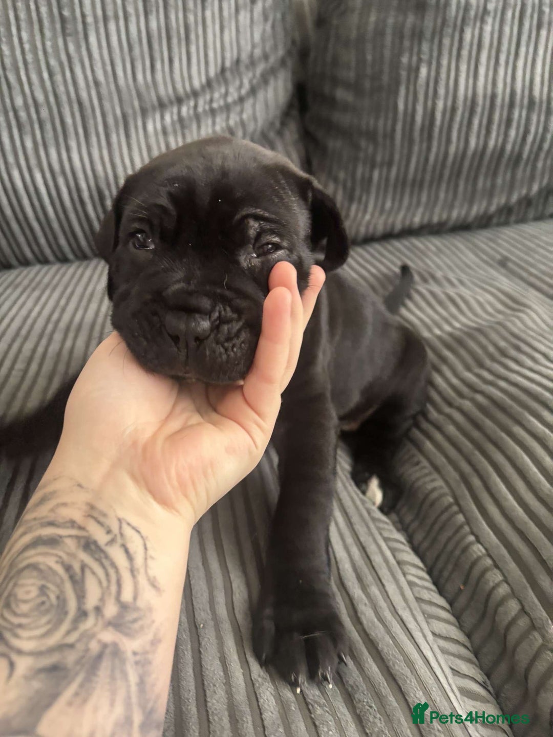 Cane Corso dogs for sale: 5 beautiful cane corso puppies nearly ready to go  - Image 2
