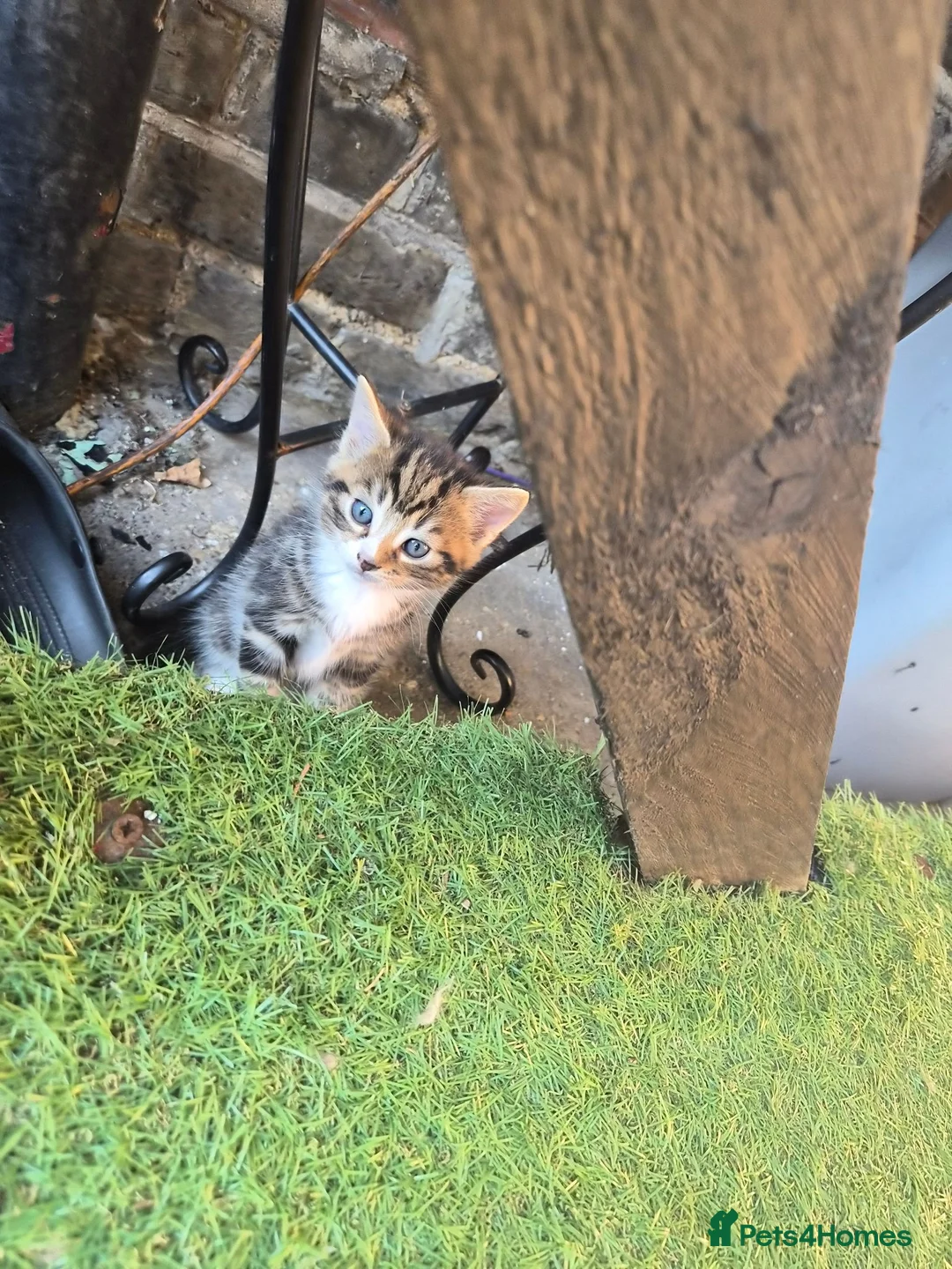 Mixed Breed cats for sale: Cute little kitten  - Advert 6