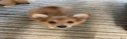 Pomchi dogs for sale: Pomchi puppies in High Wycombe - Advert 4