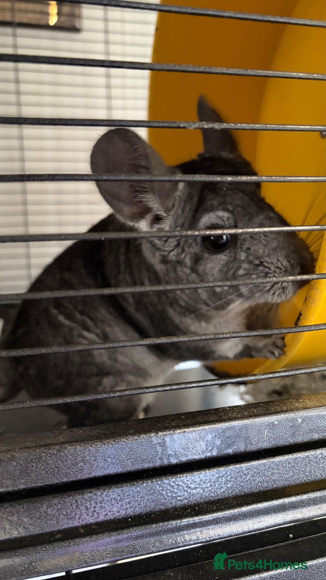 Chinchilla rodents 2 year old chinchilla - Advert 1