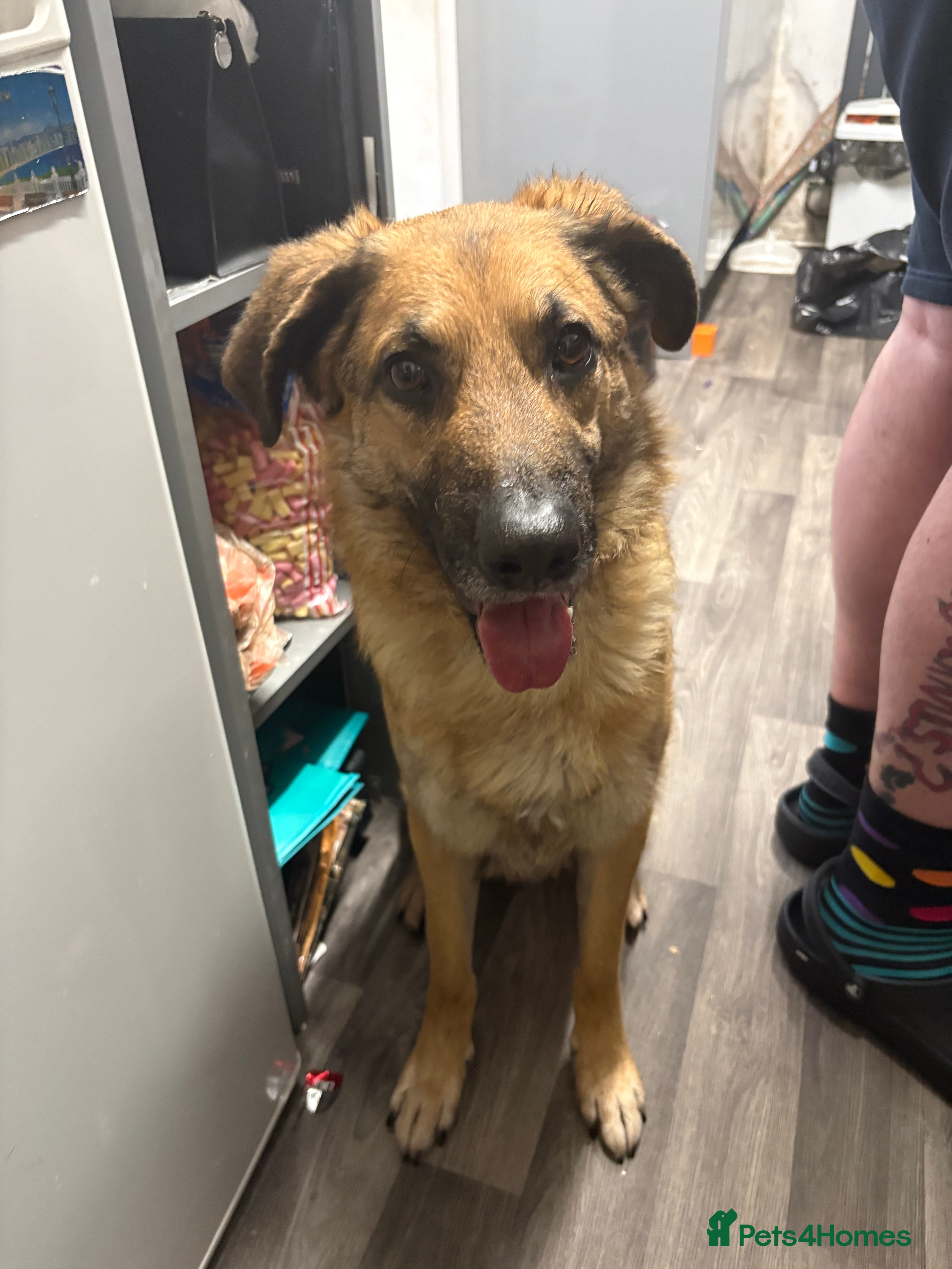 Mixed Breed dogs German shepherd x German shepherd poodle x in Ferryhill - Advert 1