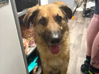 Mixed Breed dogs German shepherd x German shepherd poodle x in Ferryhill - Advert 1