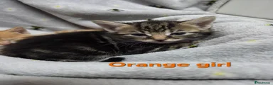  3 Orange girl 
