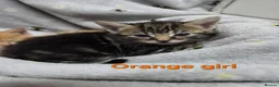 Mixed Breed cats for sale: Beautiful kittens looking for their forever homes  - Advert 23
