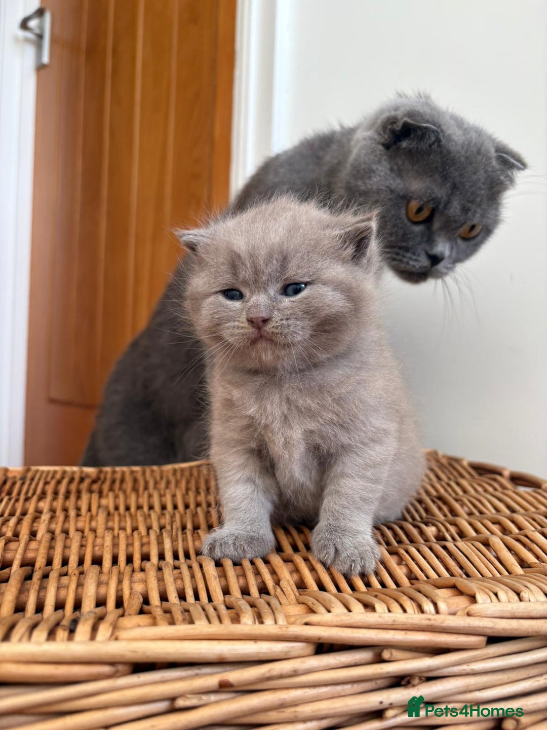 Scottish Fold cats for sale: Beautiful Scottish fold kittens  - Advert 8