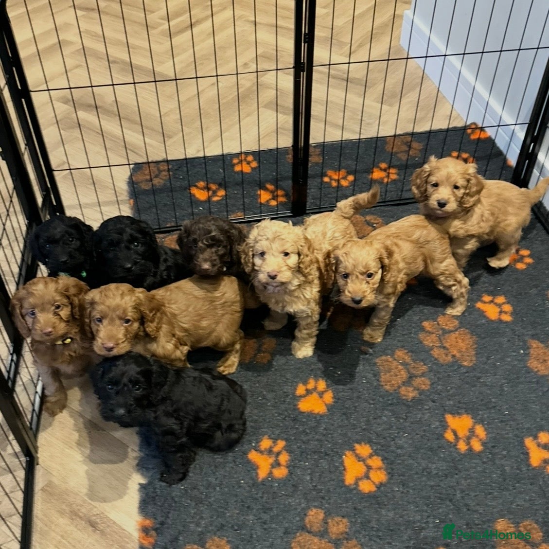 Cockapoo dogs F1 COCKAPOO PUPPIES - Advert 1