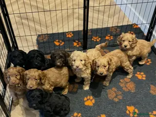 Cockapoo dogs F1 COCKAPOO PUPPIES - Advert 1