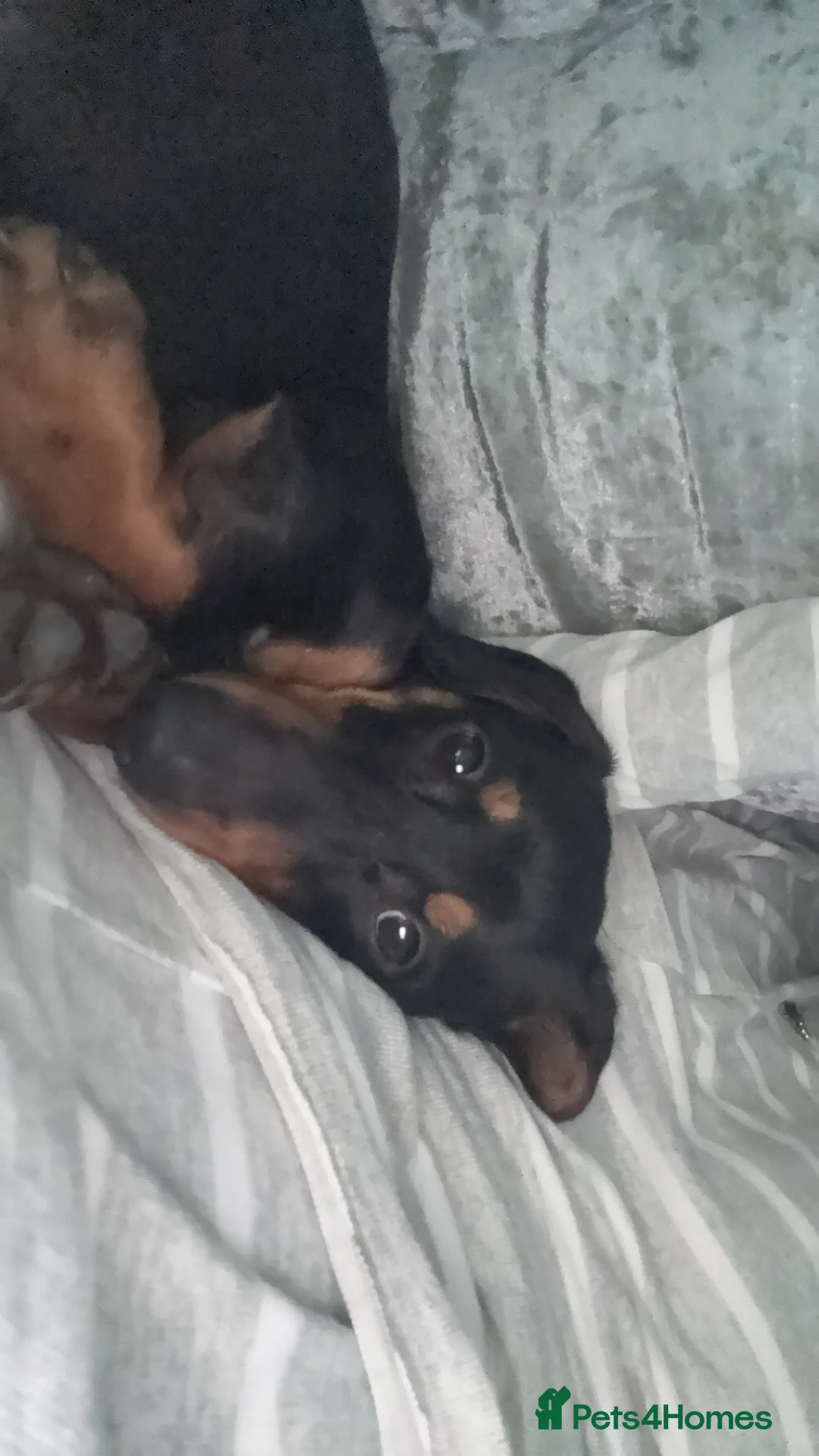 Dachshund dogs for sale: Dachshund  - Advert 1