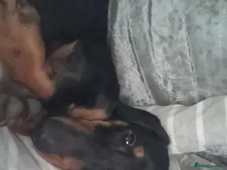 Dachshund dogs Dachshund - Advert 3