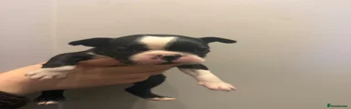 Boston Terrier 1