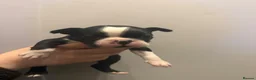 Boston Terrier dogs for sale: Gorgeous chunky Boston babies  - Advert 7