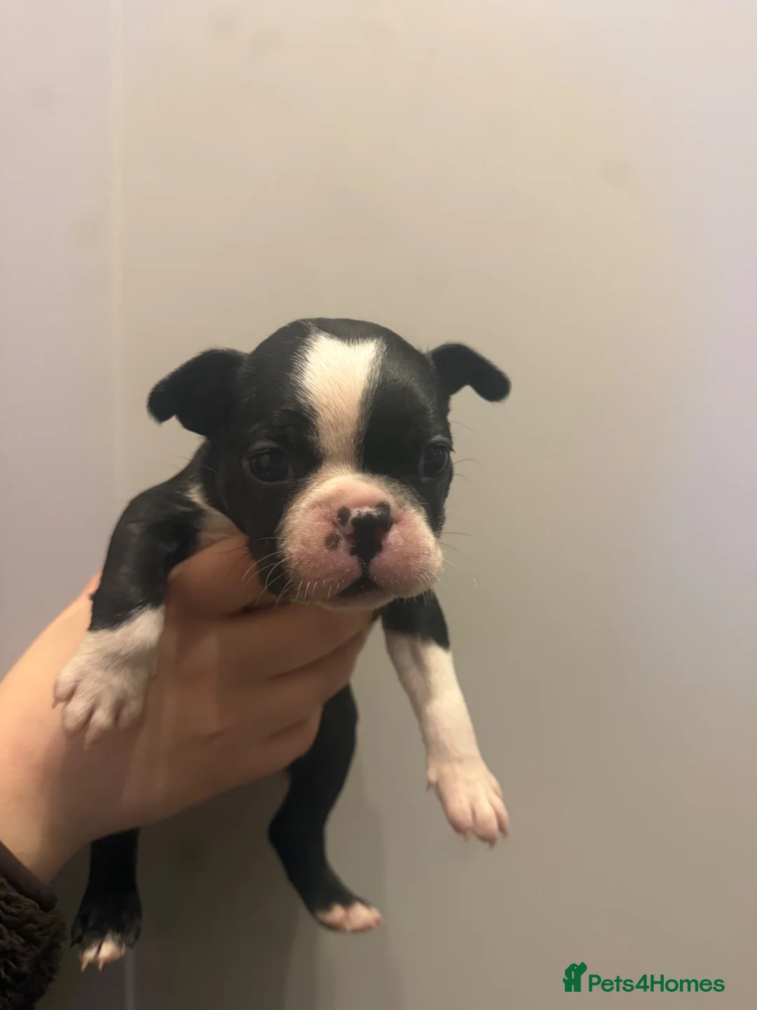 Boston Terrier dogs for sale: Gorgeous chunky Boston babies  - Advert 7