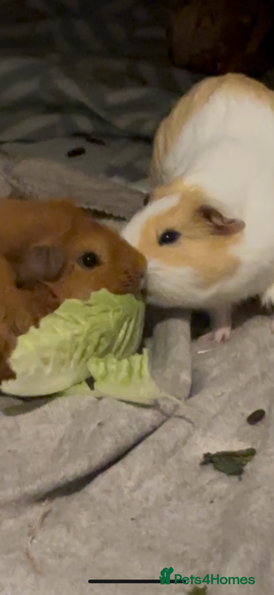 Guinea Pig rodents for sale: Two male guinea pigs for sale - Advert 7