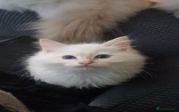 Ragdoll cats for sale: Rare cream point ragdoll & 2 blue bicolour - Image 1